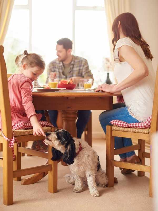 petite fille donnat à manger au chien a table
